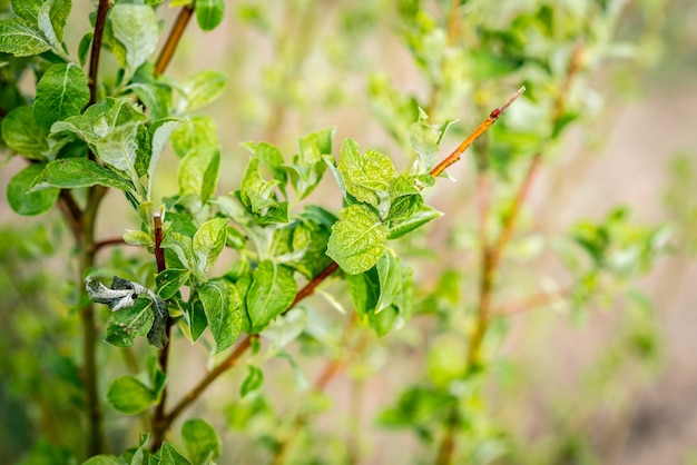 close-up takken van jonge boom