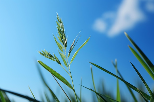 A close up of a tall grass plant with a blue sky in the background