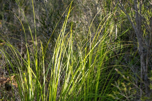 Крупный план высокой травы с сияющим на ней солнцем.