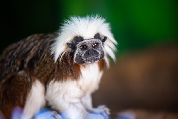 Close-up of a tamarin monkey looking at the camera