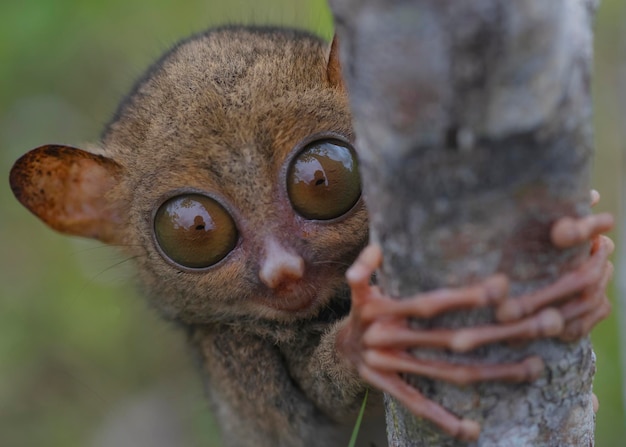 Close up Tarsier behind the branch