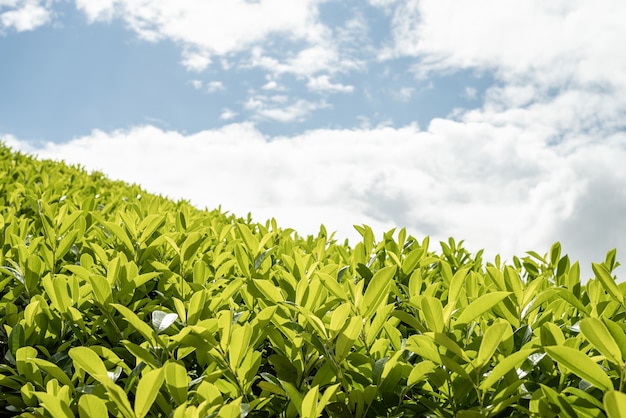 Close up tea leaves with morning sunlight.