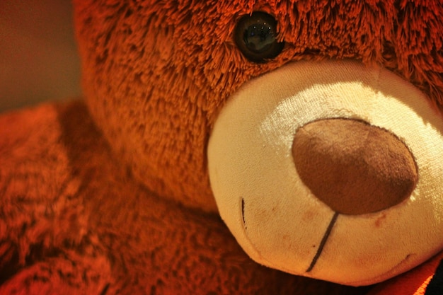 close-up of teddy bear