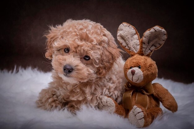 Photo close-up of teddy bear