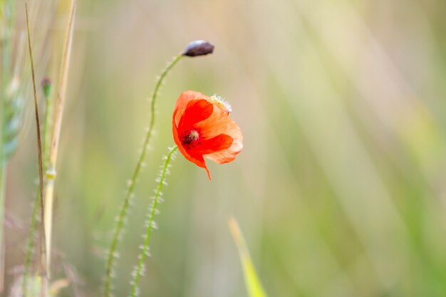 Close-up of tender beautifully blooming lit by summer sun red wild poppy and undiluted flower bud on high stem on blurred bright green summer background. Beauty and tenderness of nature concept.