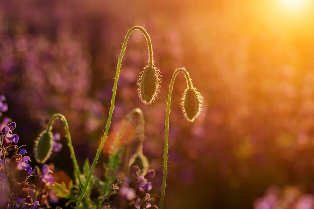 Close-up of tender blooming lit by summer sun one red wild poppy and undiluted flower buds