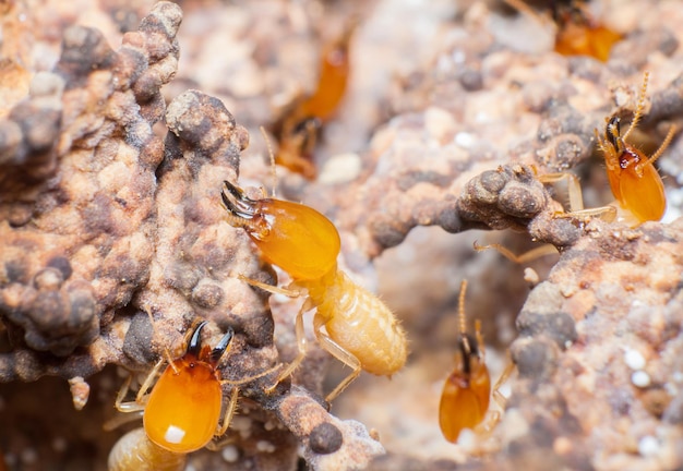 Photo close up of termites