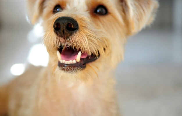 Photo close-up of terrier at home