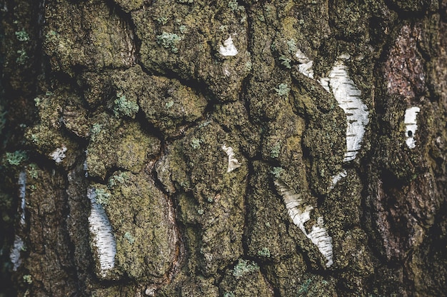 Foto struttura del primo piano dell'albero di betulla con corteccia marrone bianca.