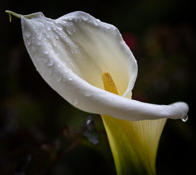 Close up of the texture and color of the flowers