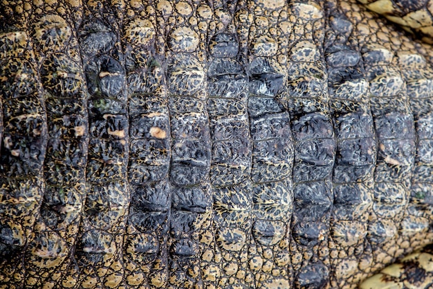 Photo close up texture crocodile skin