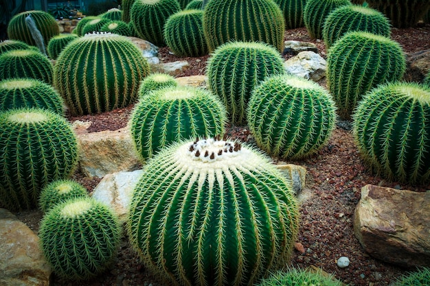 Close up texture detail  of needle cactus ,succulent