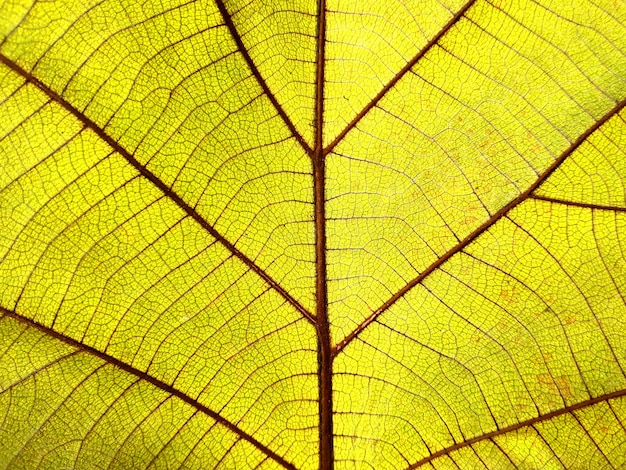 Close up of texture dry leaves.