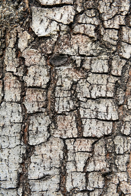 Close up texture of fracture on the tree bark