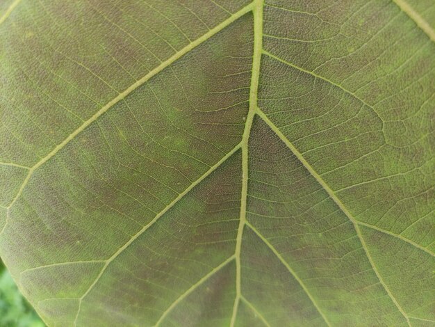 벽지로 사용할 수 있는 신선한 티크 나무 잎의 근접적인 질감