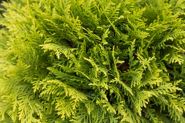 Close up texture green thuja tree branches