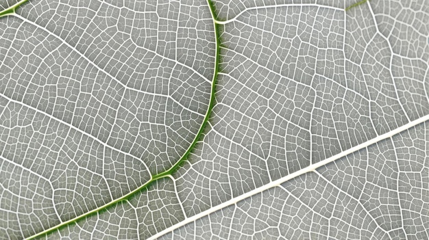 Close up texture leaf structure macro photography abstract texture Generative AI illustration