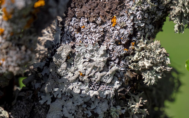 close up texture of lichen on tree