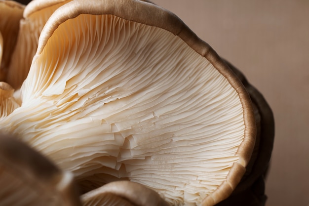 Photo close-up texture of mushrooms