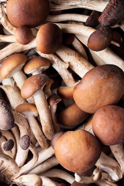 Photo close-up texture of mushrooms