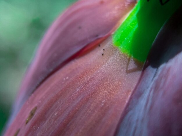 写真 バナナの花のクローズアップの質感