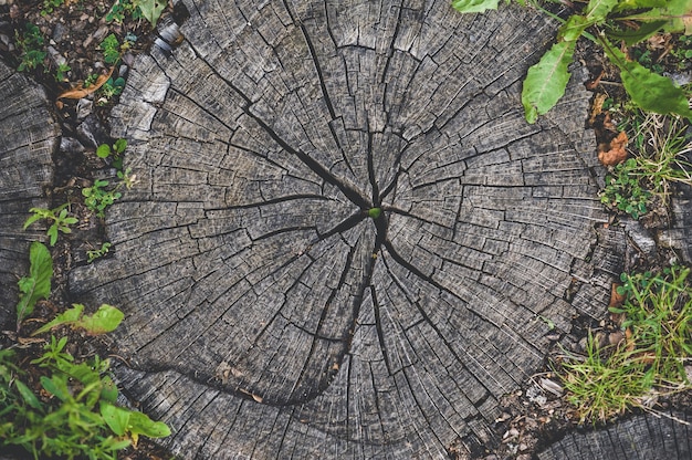 Close-up, texture of round wood stump rings.