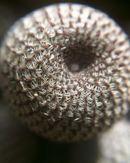 Photo close up of textured ball on table