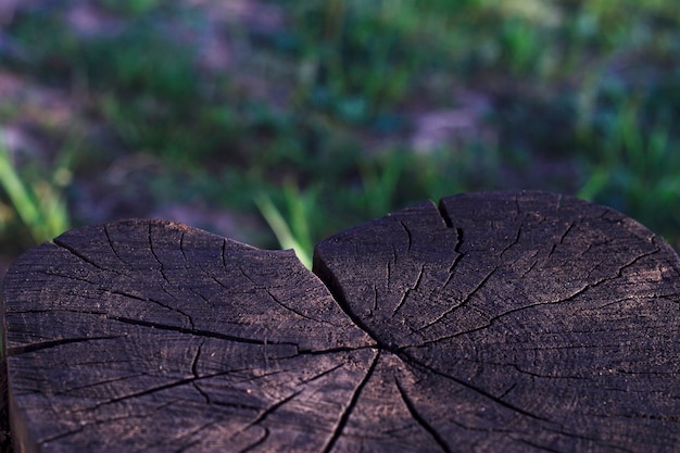 close up of a textured dark tree trunk