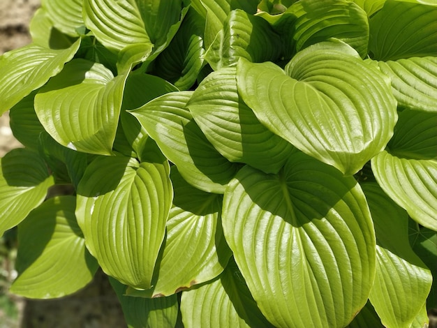 Close up of textured green hosta leaves