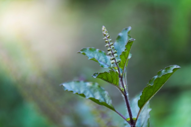 背景をぼかした写真にタイバジルの葉とタイバジルの花のクローズアップ