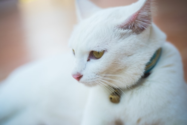 Close up thai cat sitting on the floor