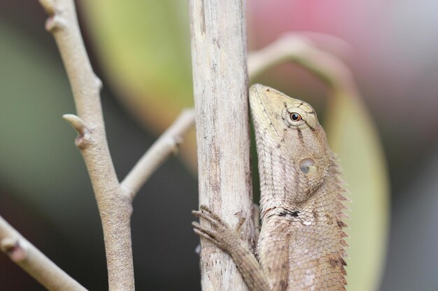 Close up thai chameleon on the tree