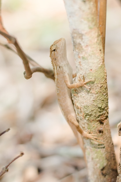 Close up thai chameleon on the tree.