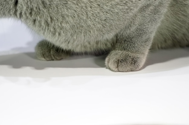 Close up the Thai Korat Claw Cat with dark gray fur on the white table with shadow on it