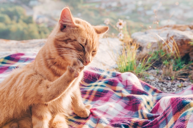 写真 彼女の足をなめる生姜かわいい猫のクローズアップ