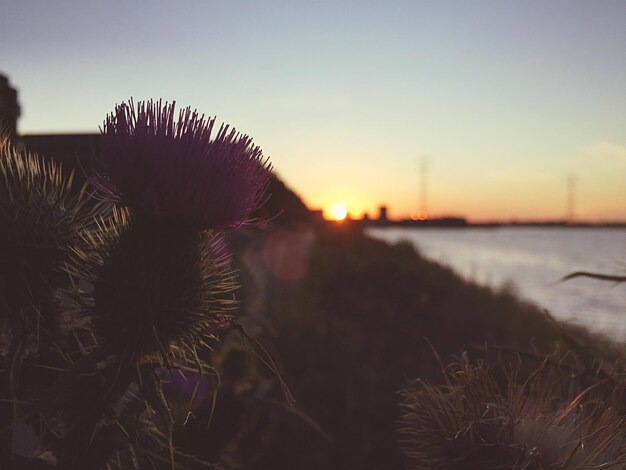 Photo close-up of thistle against sky during sunset