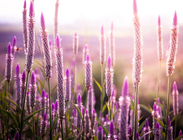 Foto close-up di cardo in fiore sul campo contro il cielo