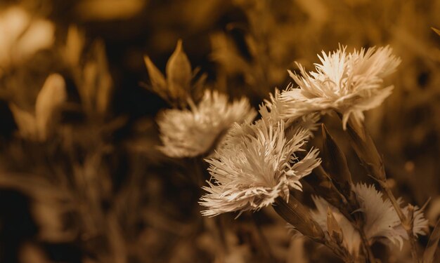 Close-up of thistle blooming on field