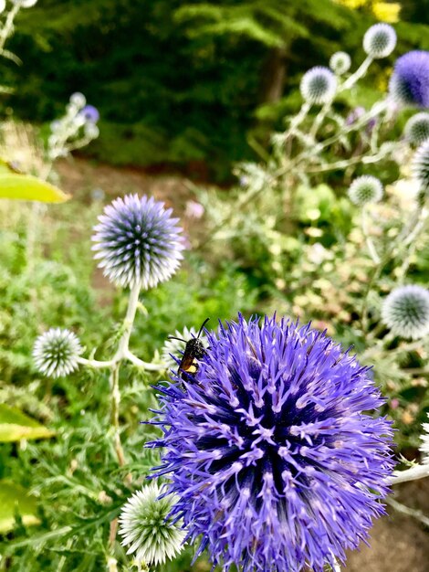 Photo close-up of thistle blooming outdoors