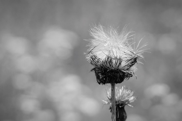 Foto close-up di cardo in fiore all'aperto