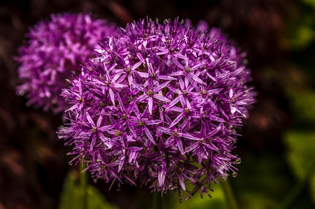 Foto prossimo piano di un cardo in fiore all'aperto