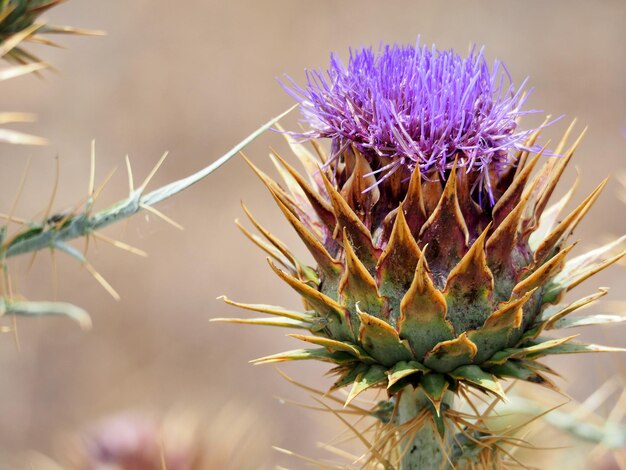 Foto close-up di cardo in fiore all'aperto