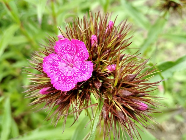 Close-up of thistle blooming outdoors