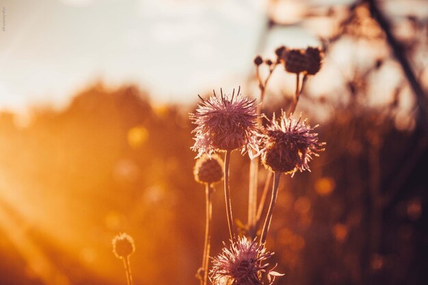 Close-up of thistle blooming outdoors