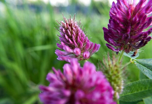 Foto close-up di cardo in fiore all'aperto