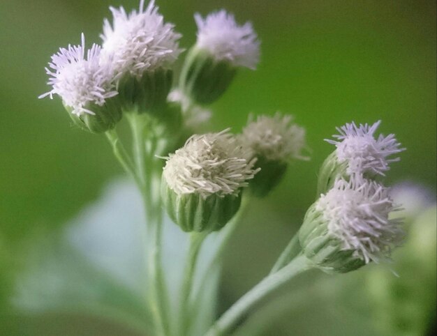 Close-up of thistle blooming outdoors