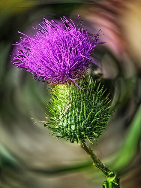 Foto prossimo piano del fiore di cardo