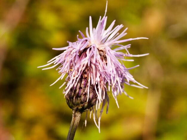 Close-up of thistle flower