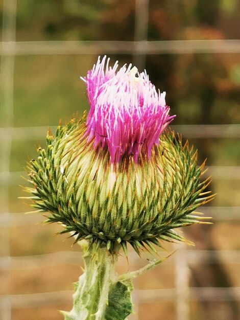 Foto prossimo piano del fiore di cardo