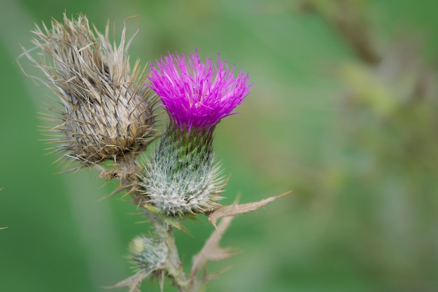 Photo close-up of thistle flower